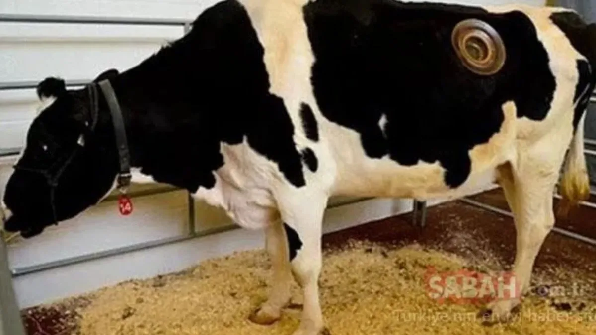 Yem Dokunan Hayvana Ne Yapılır? İneklerde, Kuzularda, Koyunlarda Yem Çarpması Tedavisi Nasıl Olur?