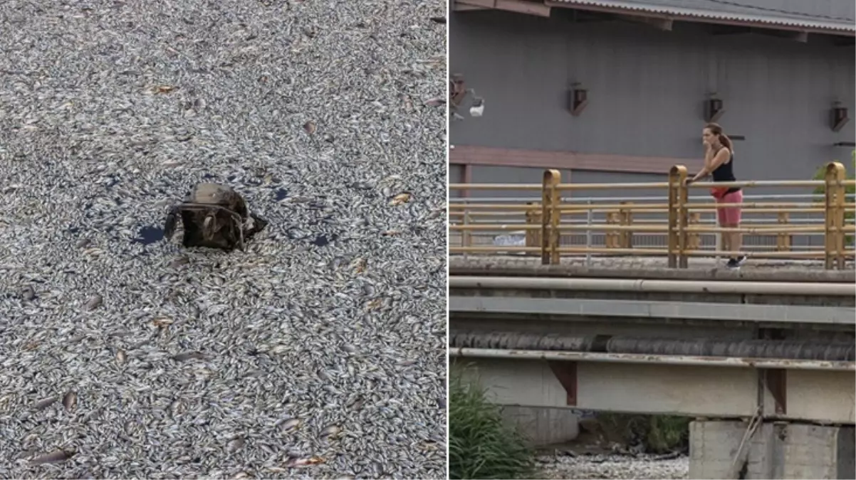 Yunanistan’ın Volos kentinde tonlarca ölü balık nedeniyle olağanüstü hal ilan edildi