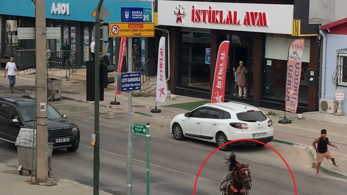 Başıboş pitbull ata saldırdı!