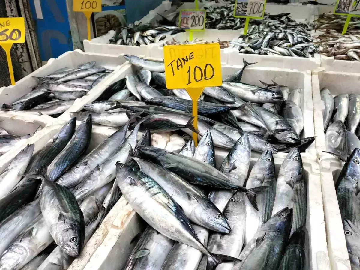 Ordu’da av yasağı sona erdi, balıkçı tezgahları palamut ile şenlendi