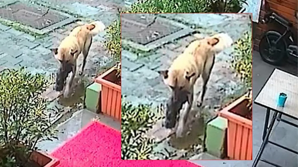 SON DAKİKA… Sokak köpeği yavrusunu veterinere getirdi: O anları güvenlik kamerası kaydetti!